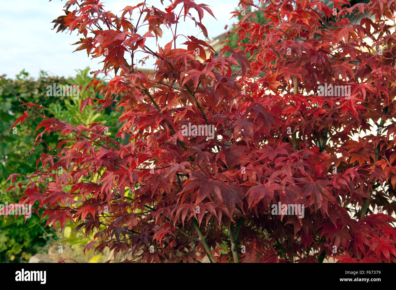 Faecherahorn, Herbst, Acer, Stock Photo