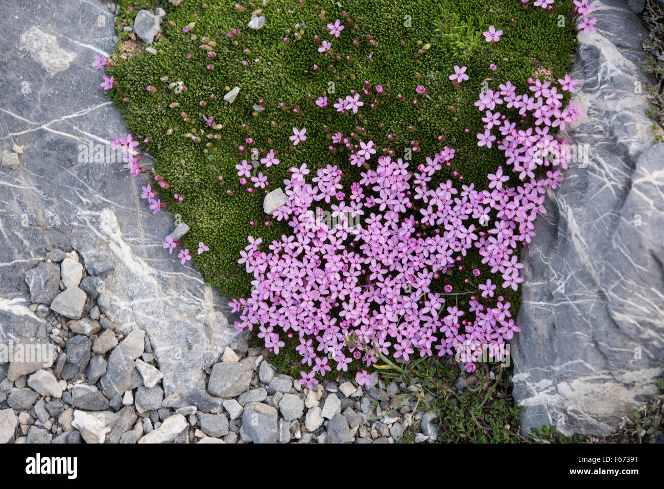 Silene acaulis , Moss Campion, growing on rocks in the Pyrenees, Spain. July. Stock Photo