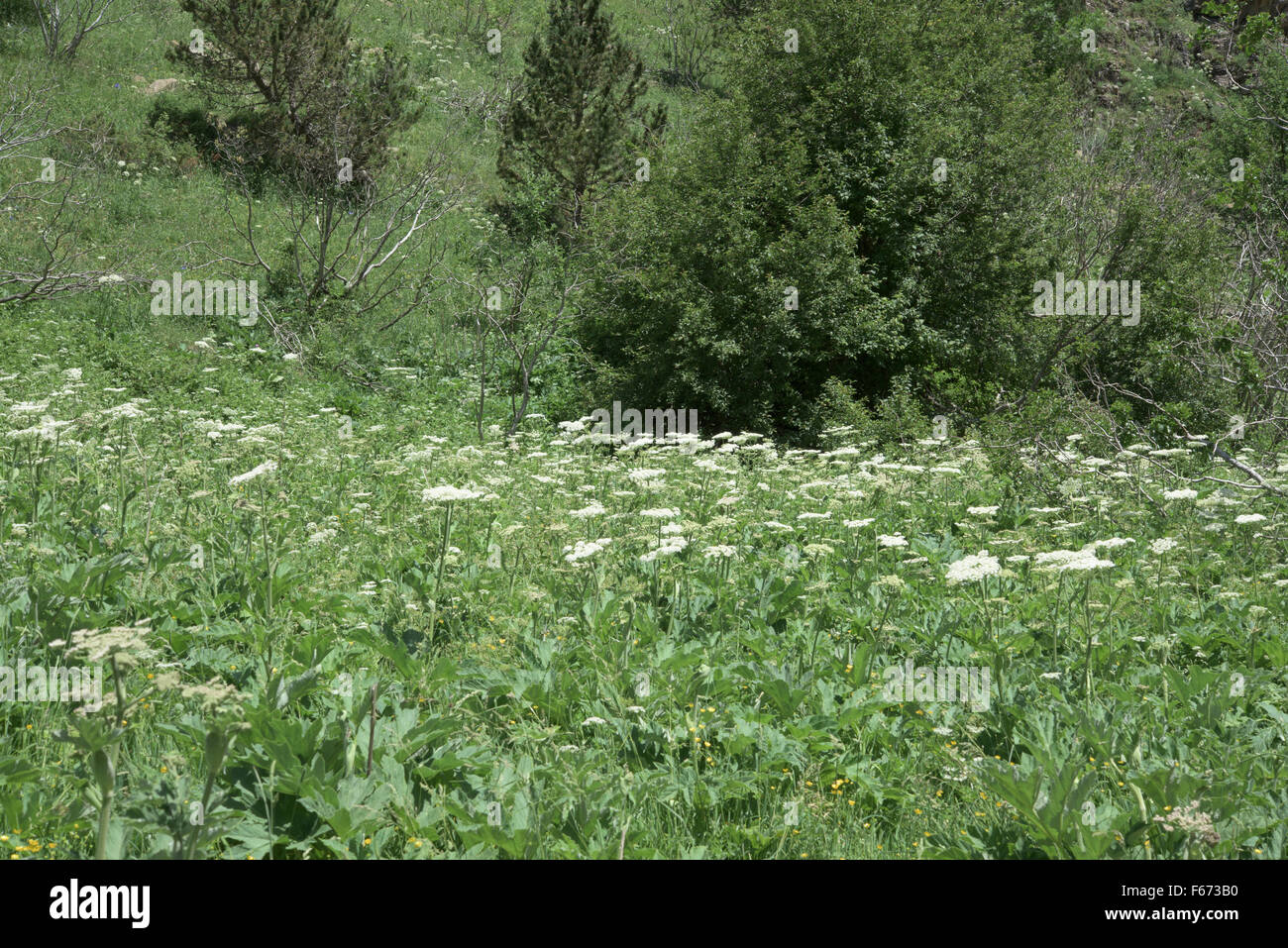 Flower meadow with Apiaceae species, Pyrenees, Spain. July. Stock Photo