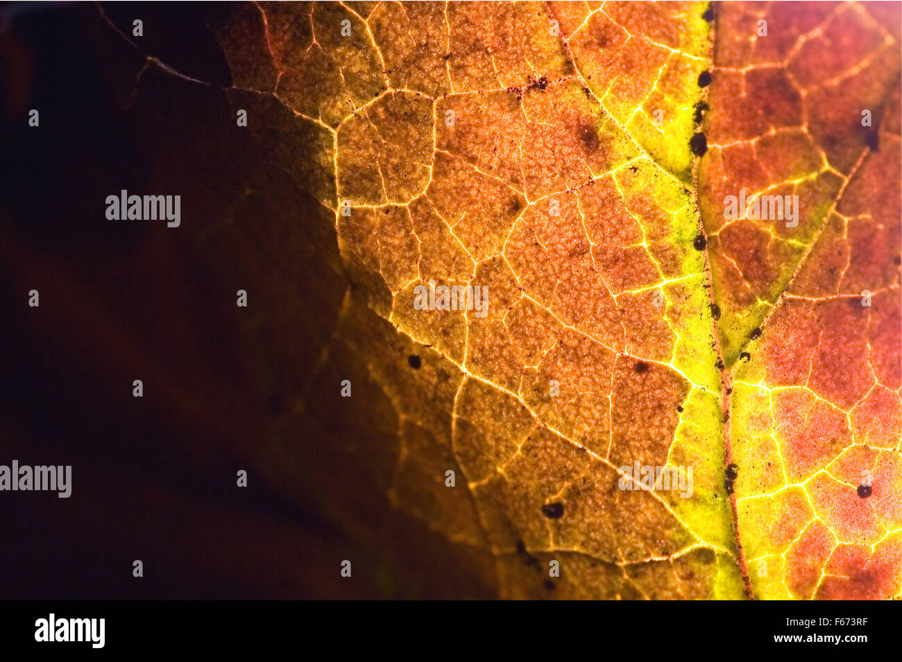 background macro close up abstract of a yellow red black brown leaf and ...