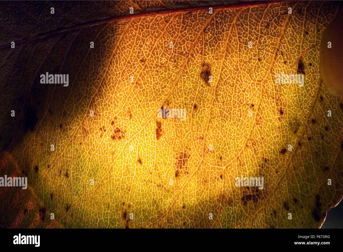 macro close up abstract of a green yellow leaf and his veins in the ...
