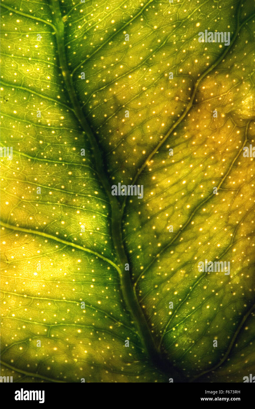 abstract macro close up of a green yellow leaf and his veins in the ...