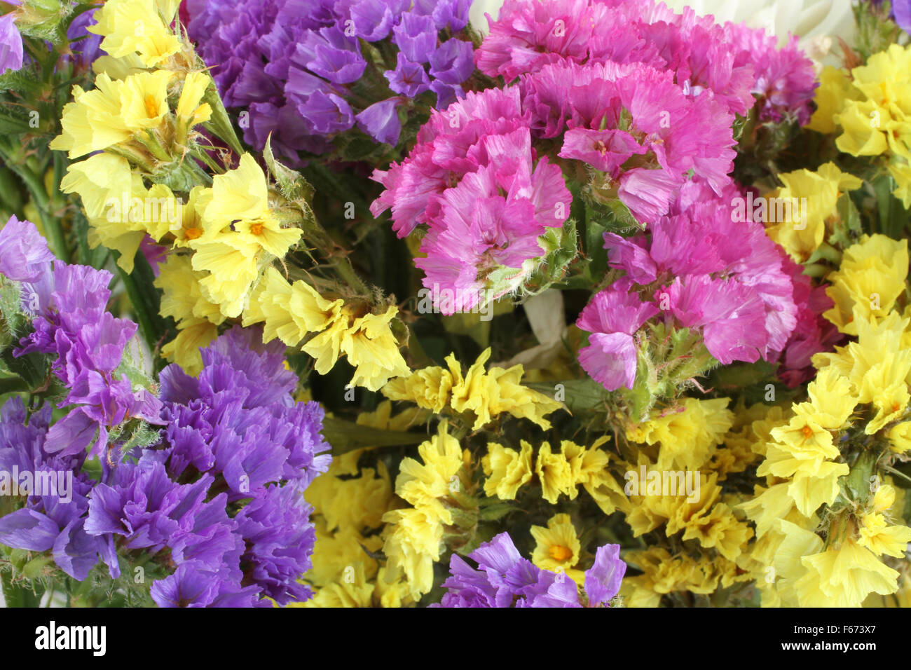 Colorful Statice Flowers  -  Limonium Background Stock Photo