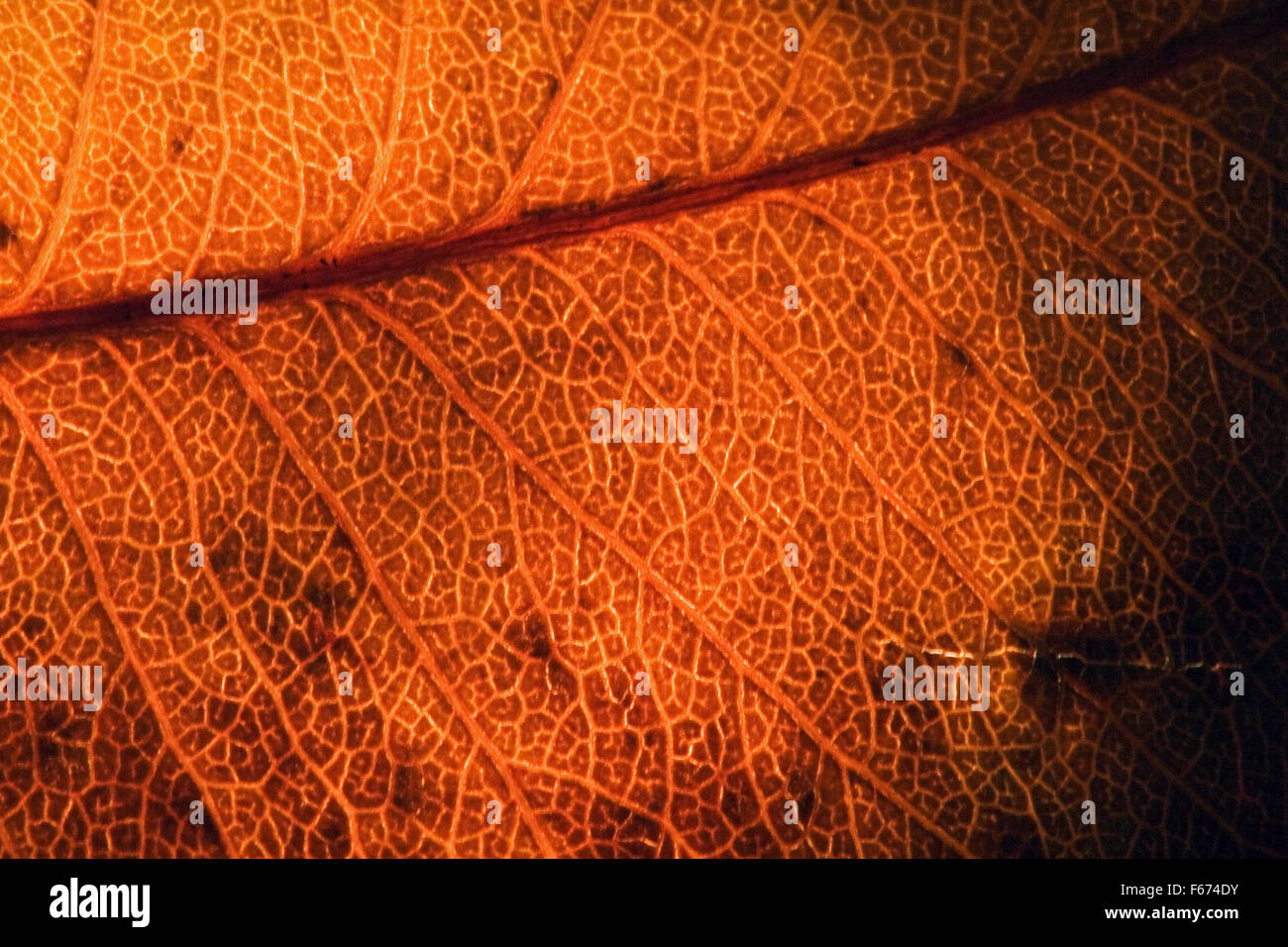 background macro close up abstract of a yellow red leaf and his veins ...