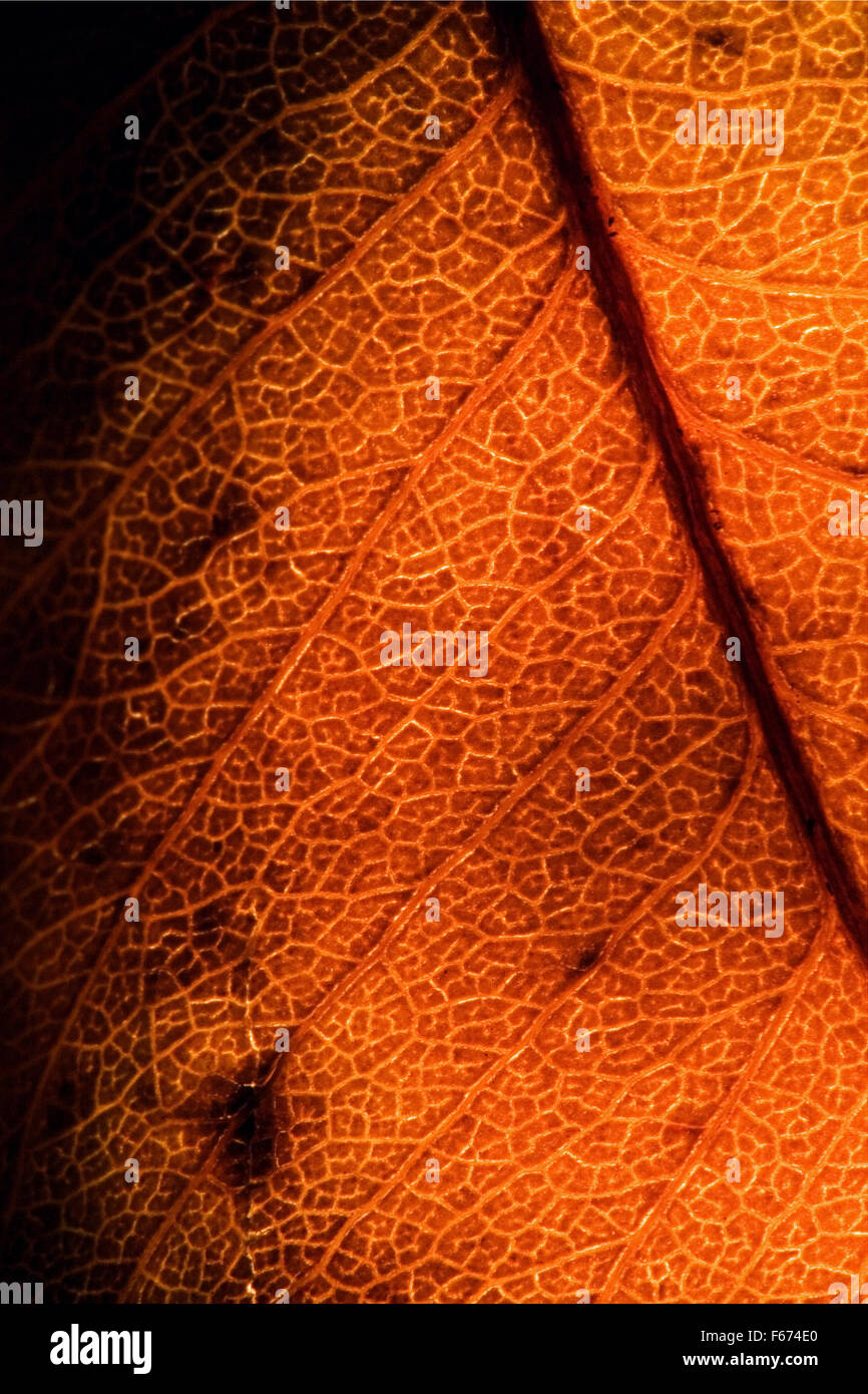background macro close up abstract of a yellow red leaf and his veins ...