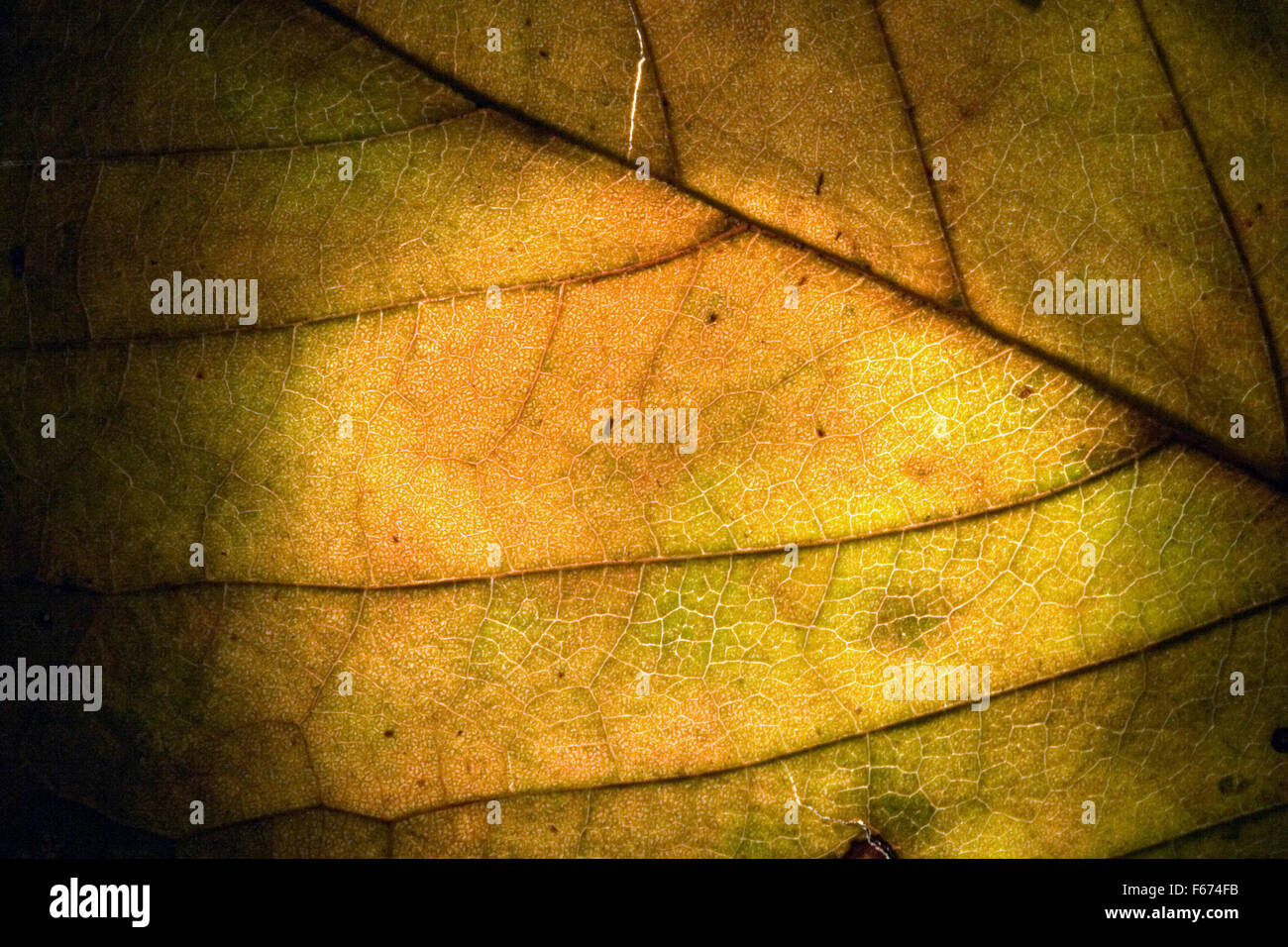 macro close up abstract of a green yellow leaf and his veins in the ...