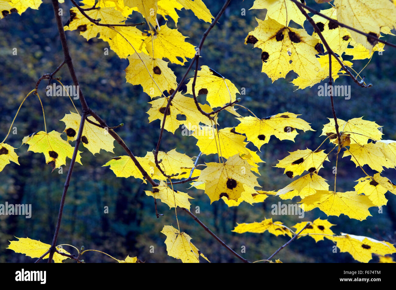 Herbstimpressionen, Herbst, Herbstblaetter Stock Photo