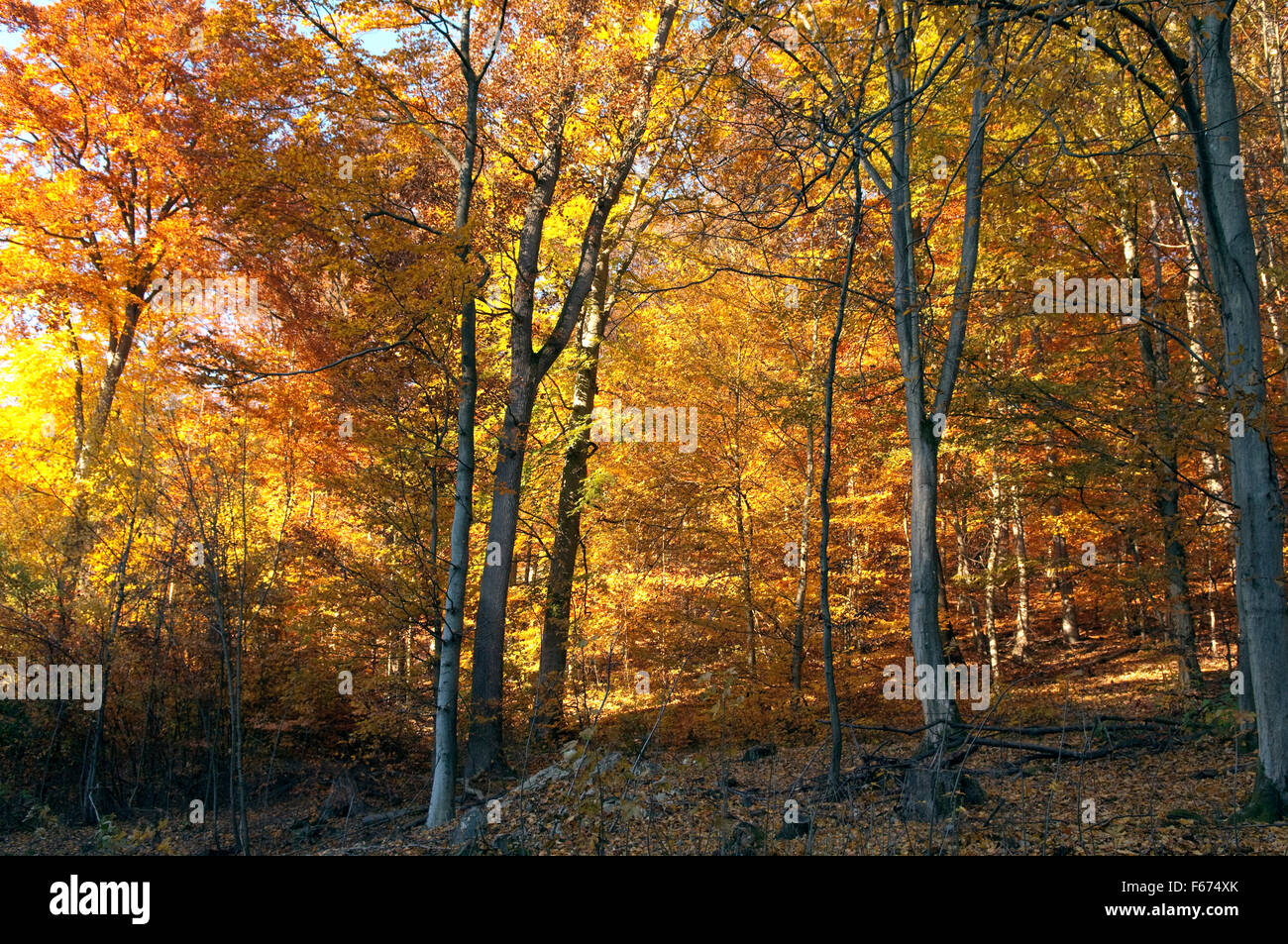 Buchenwald, Herbst, Herbstblaetter Stock Photo