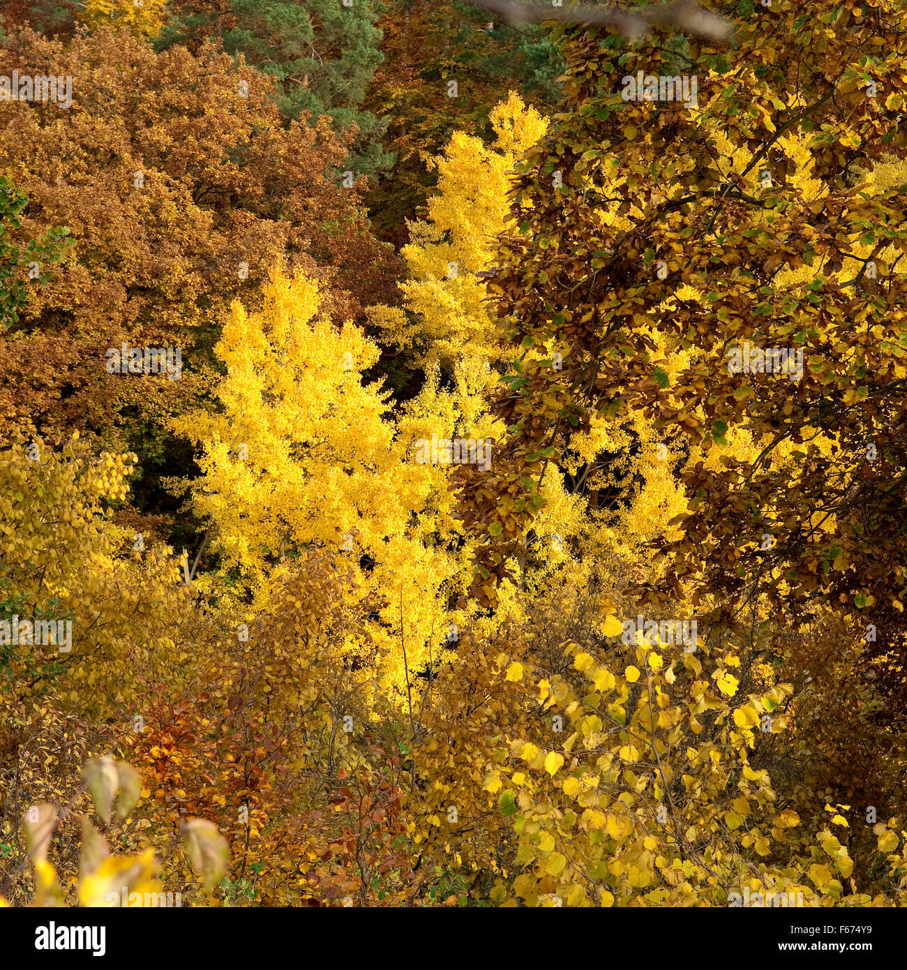 Herbstimpressionen, Herbst, Herbstblaetter Stock Photo