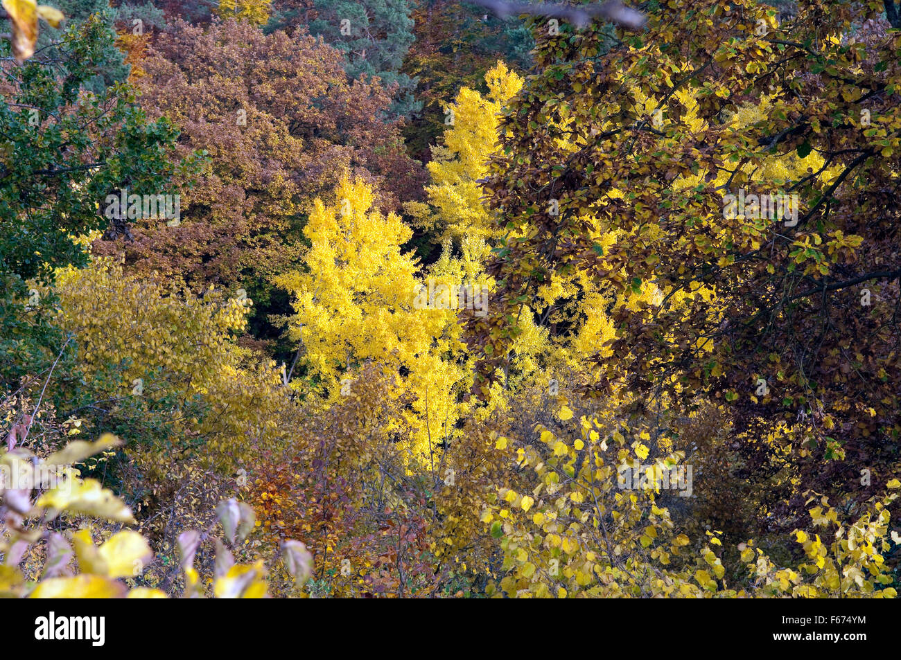 Herbstimpressionen, Herbst, Herbstblaetter Stock Photo