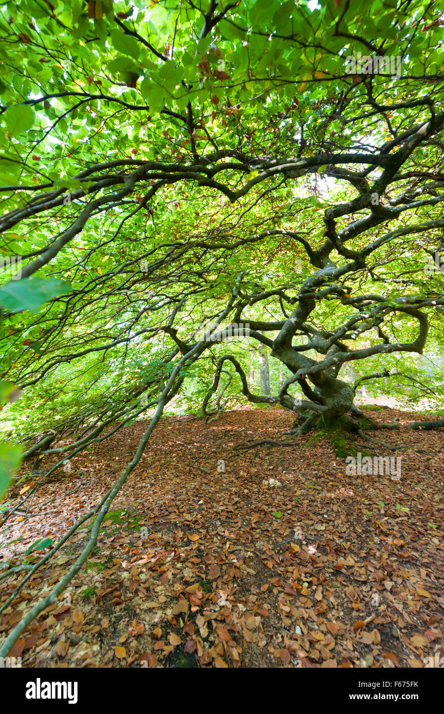 A twisted beech tree at Verzy in Champagne France.  Also known as Faux de Verzy Stock Photo