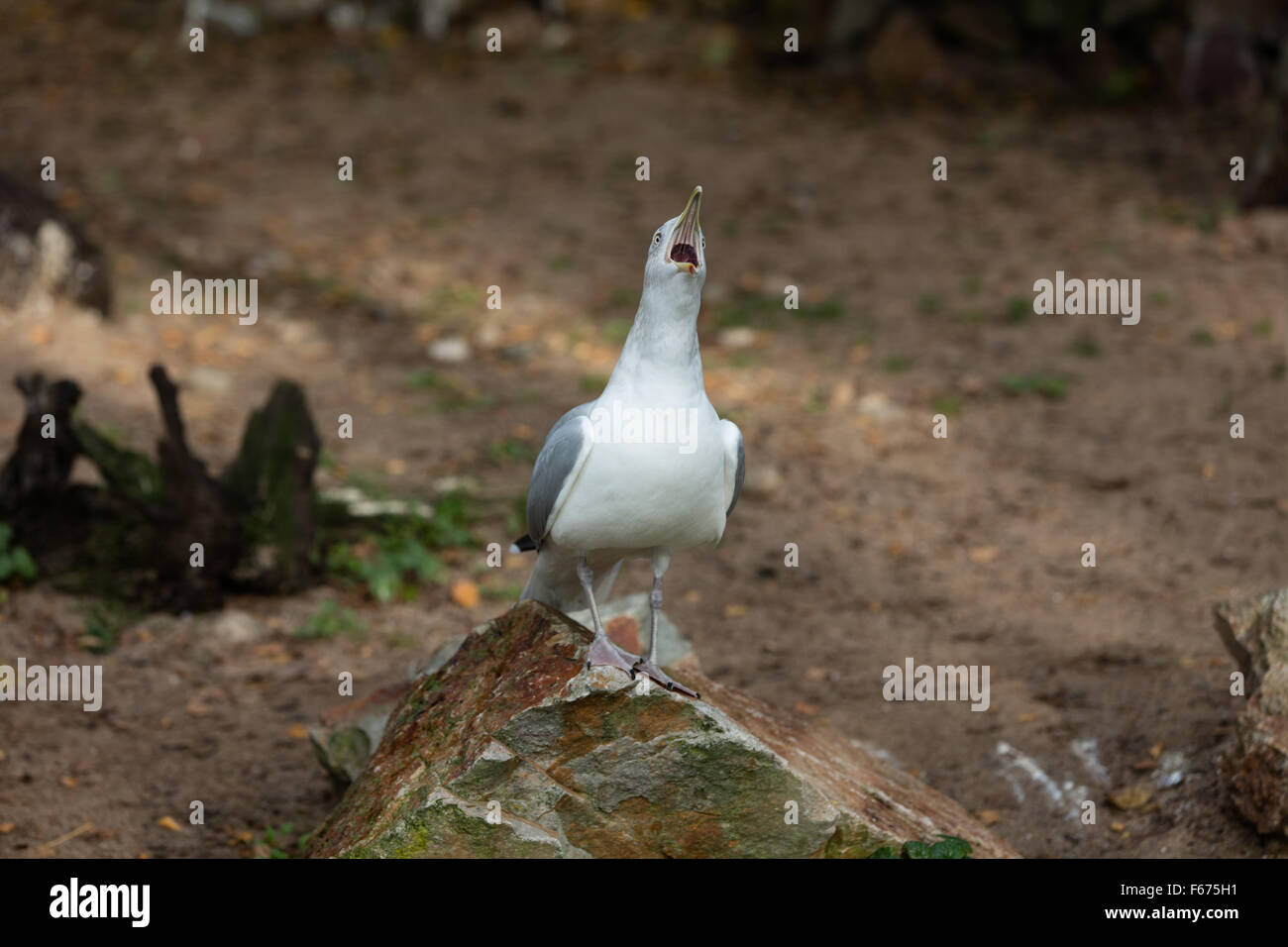 dutch seagull screaming Stock Photo