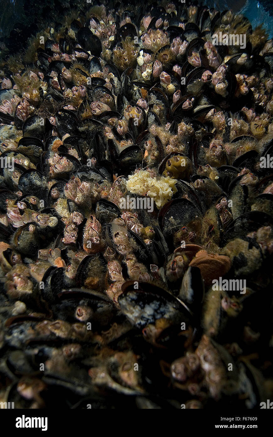 Sea life mussel clams underwater on California Pacific Ocean Deep Sea