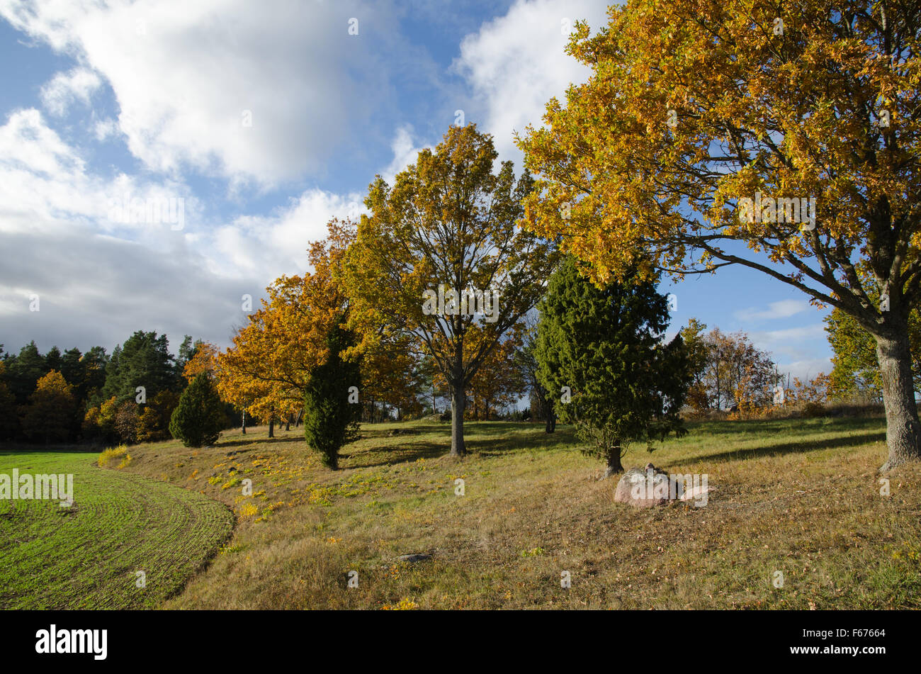 Beautiful colored landscape with oak trees by a field Stock Photo - Alamy