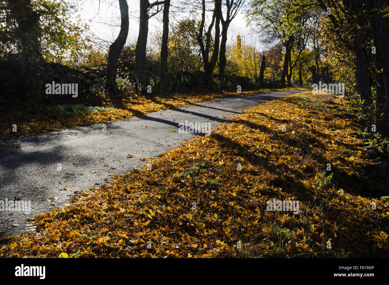 Shiny colorful road in back light at fall Stock Photo Alamy