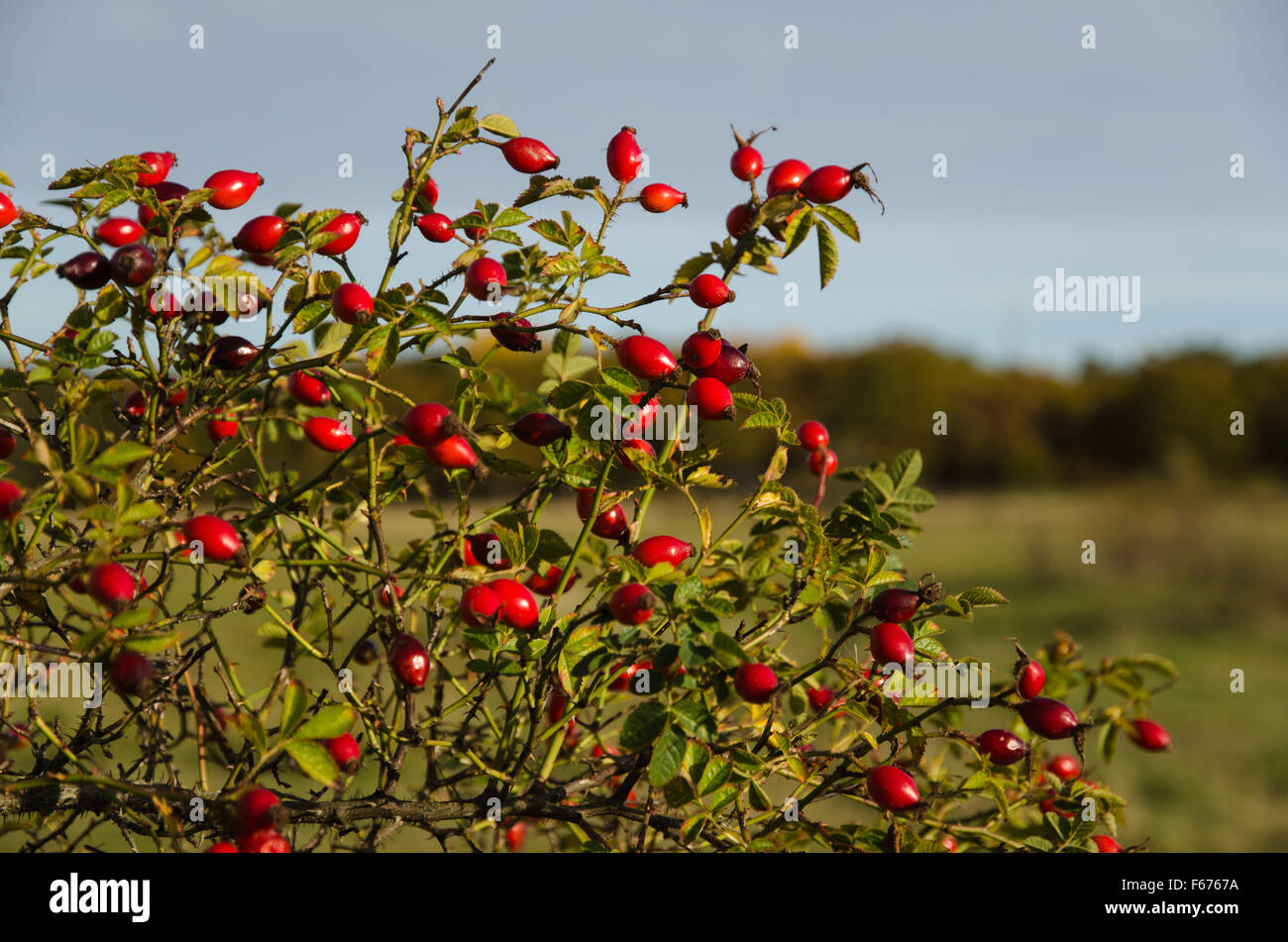 Rose hip bush hi-res stock photography and images - Alamy