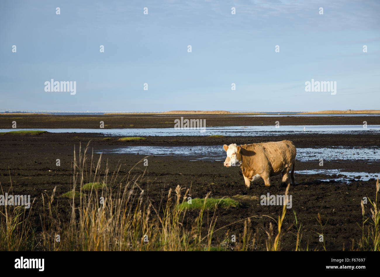 Sunlit cow walks in muddy water in a marsland Stock Photo