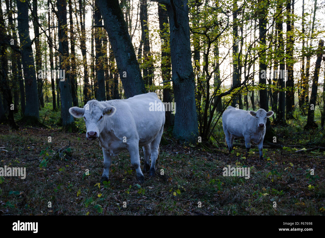 White curious cows looking in the camera in a forest Stock Photo
