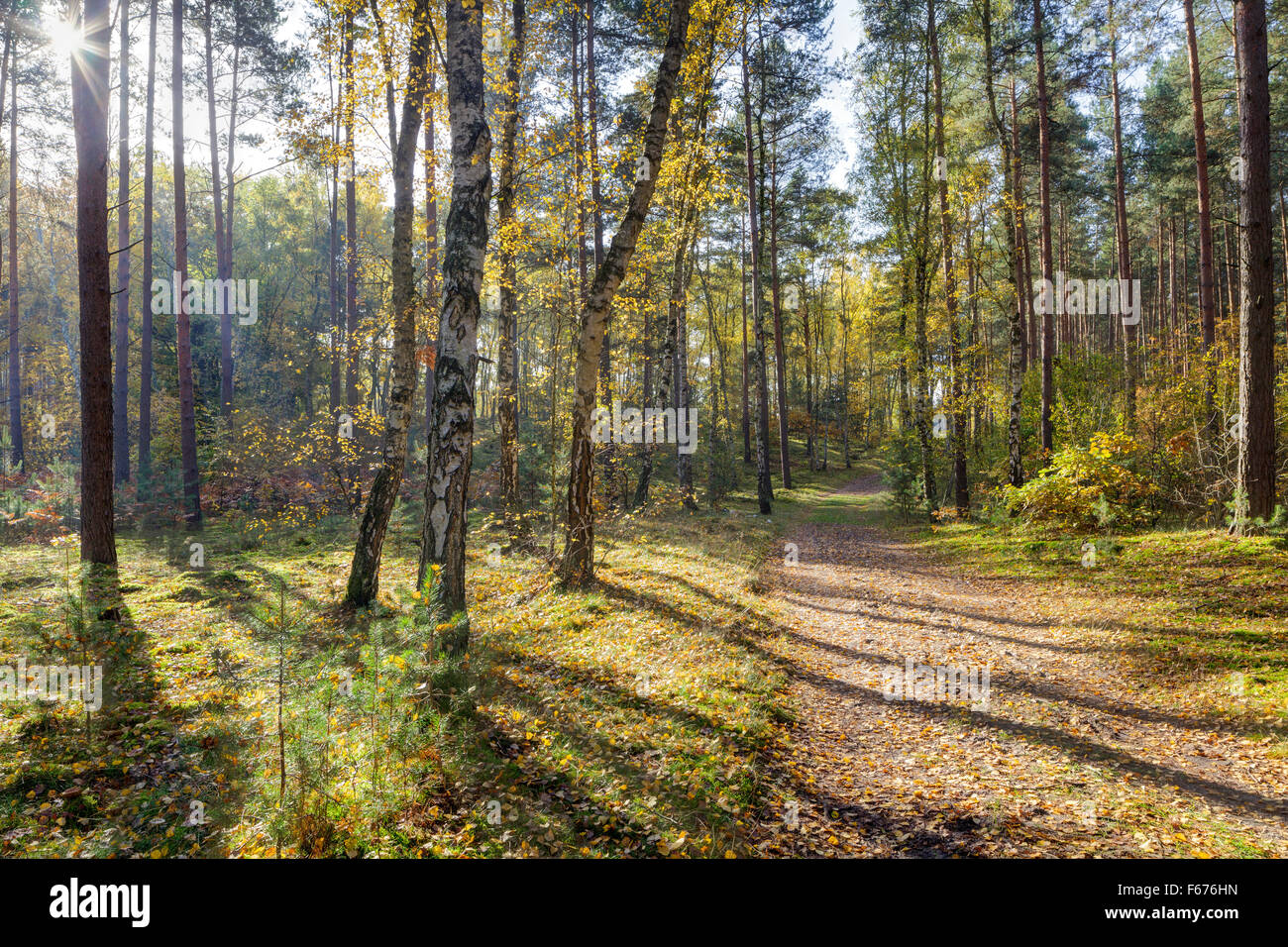 Autumn Forest at Basdorf, Barnim, Brandenburg, Germany Stock Photo