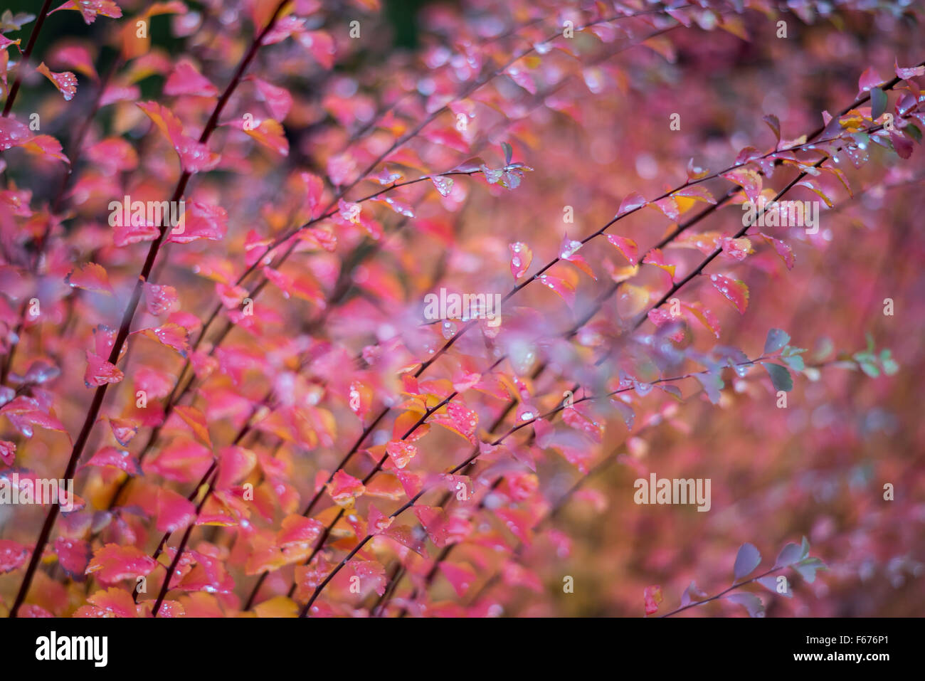 Spiraea japonica colorful autumn fall foliage Stock Photo