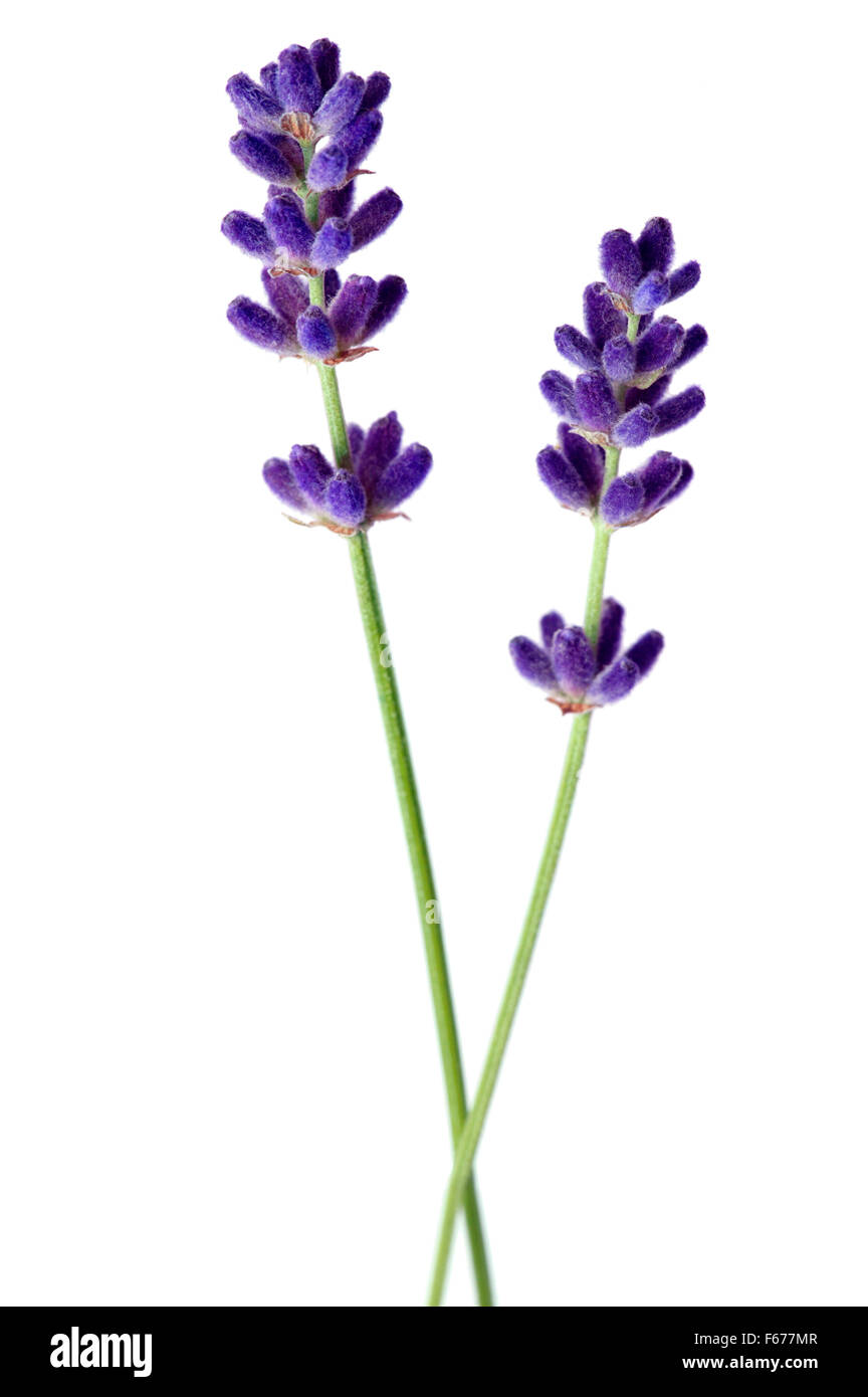 Lavandula angustifolia �Hidcote� (Lavender). Flower stems