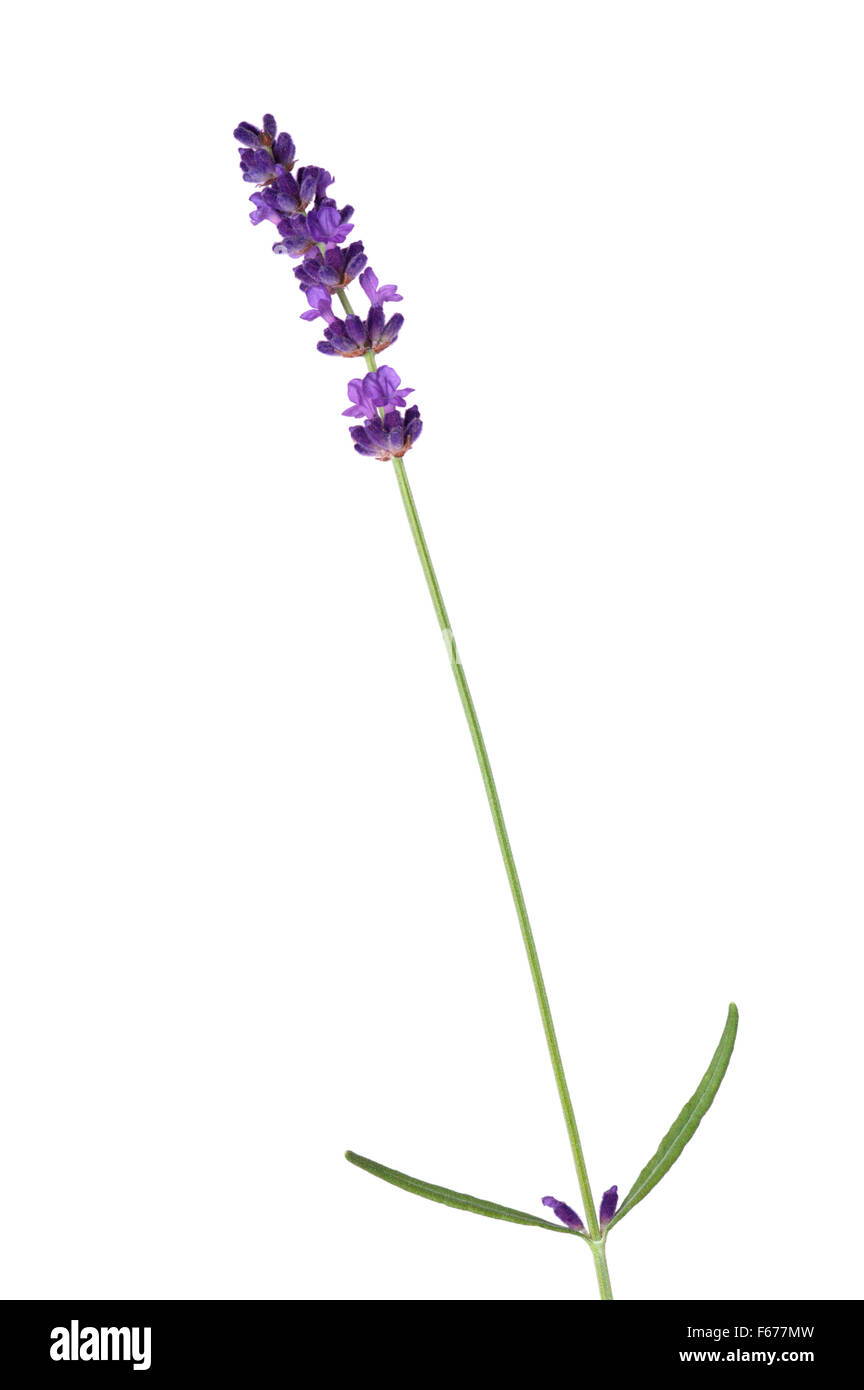 Lavandula angustifolia 'Hidcote' (Lavender). Flower stem against a
