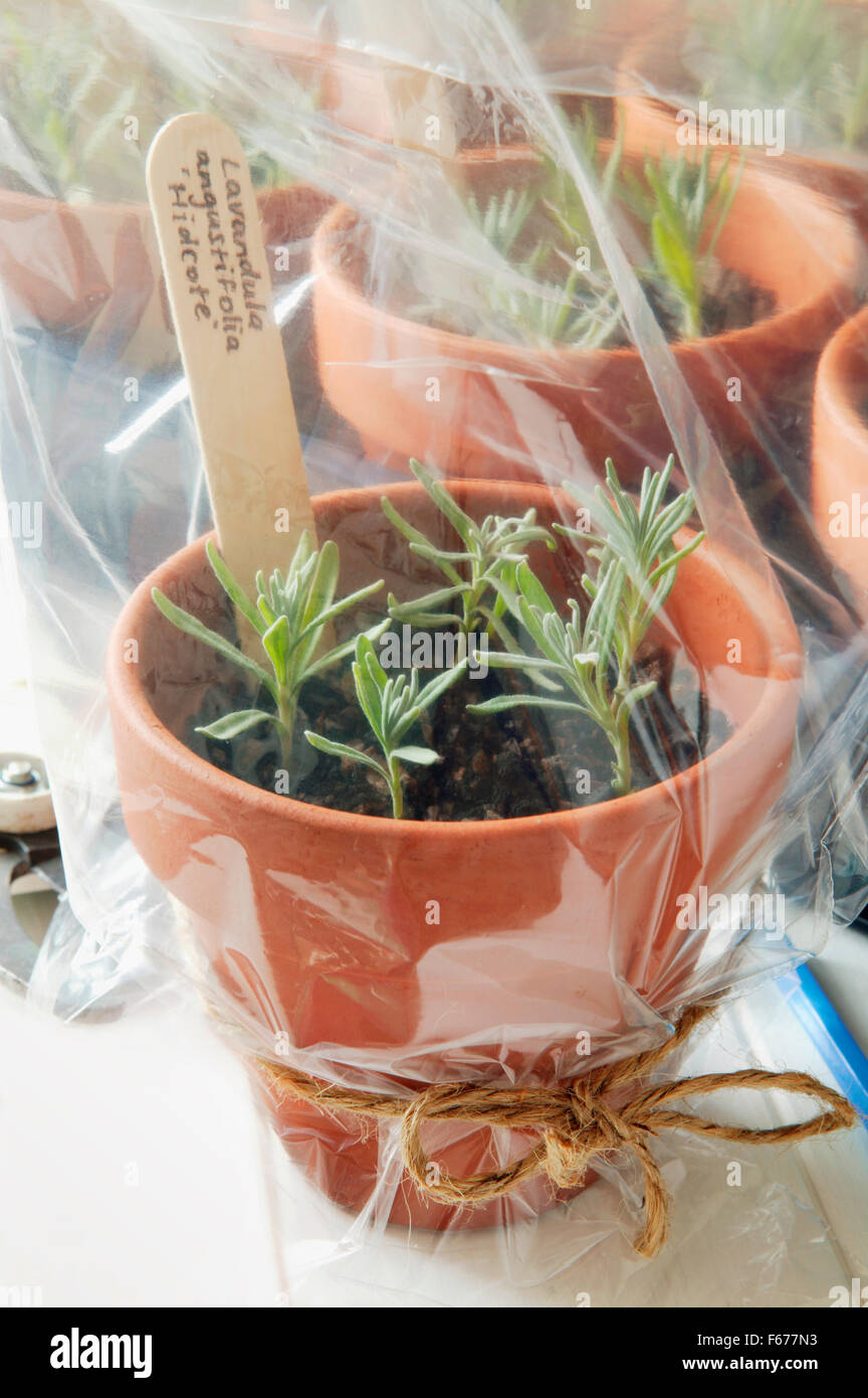Propagation of lavender. Pot of transplanted cuttings covered with a