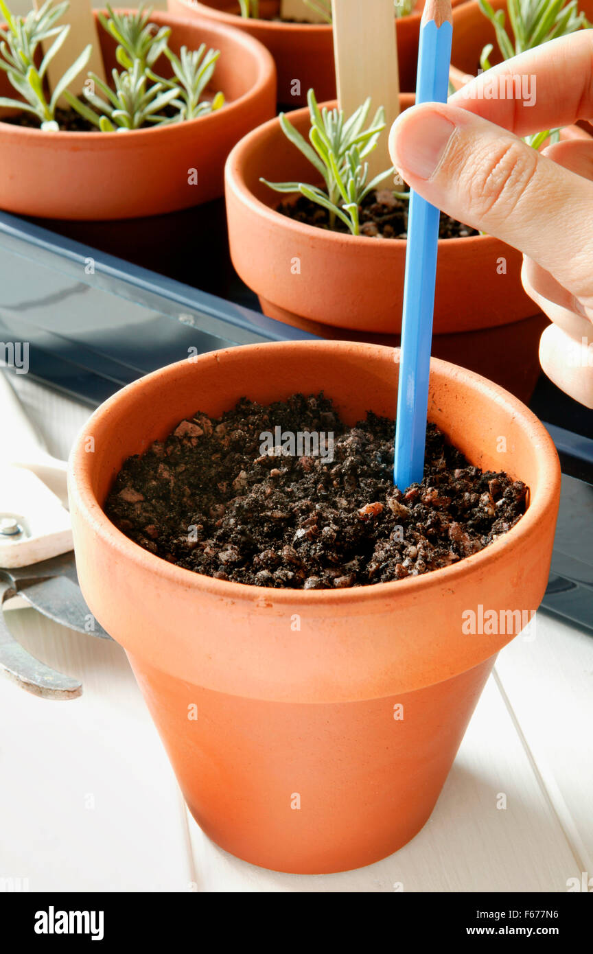 Propagation of lavender. Making hole for cutting. Stock Photo