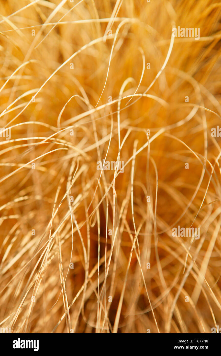 Dried Pennisetum  Alopecuroides (Chinese Fountain Grass). Close up of dried grasses. November Oxfordshire UK. Stock Photo