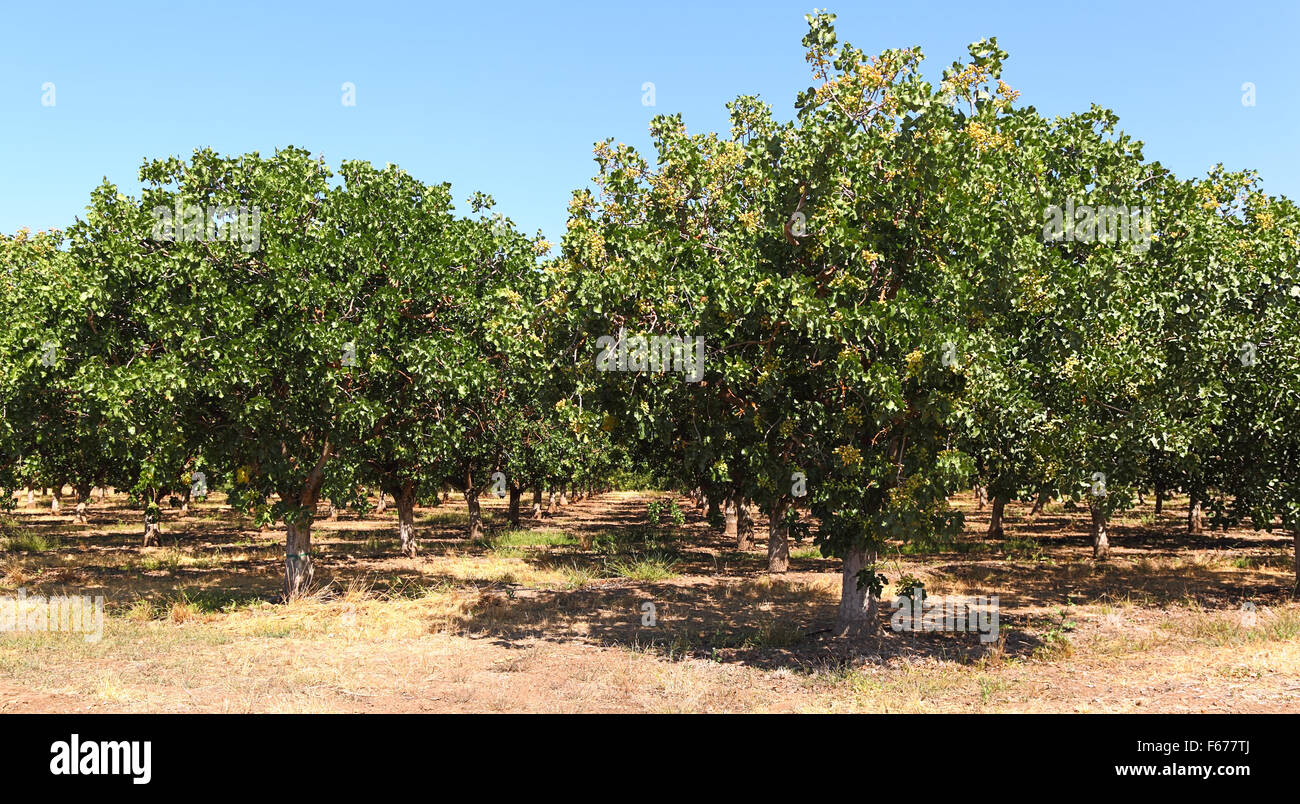 Pistachio Trees in orchard, loaded with pistachio nuts Stock Photo Alamy