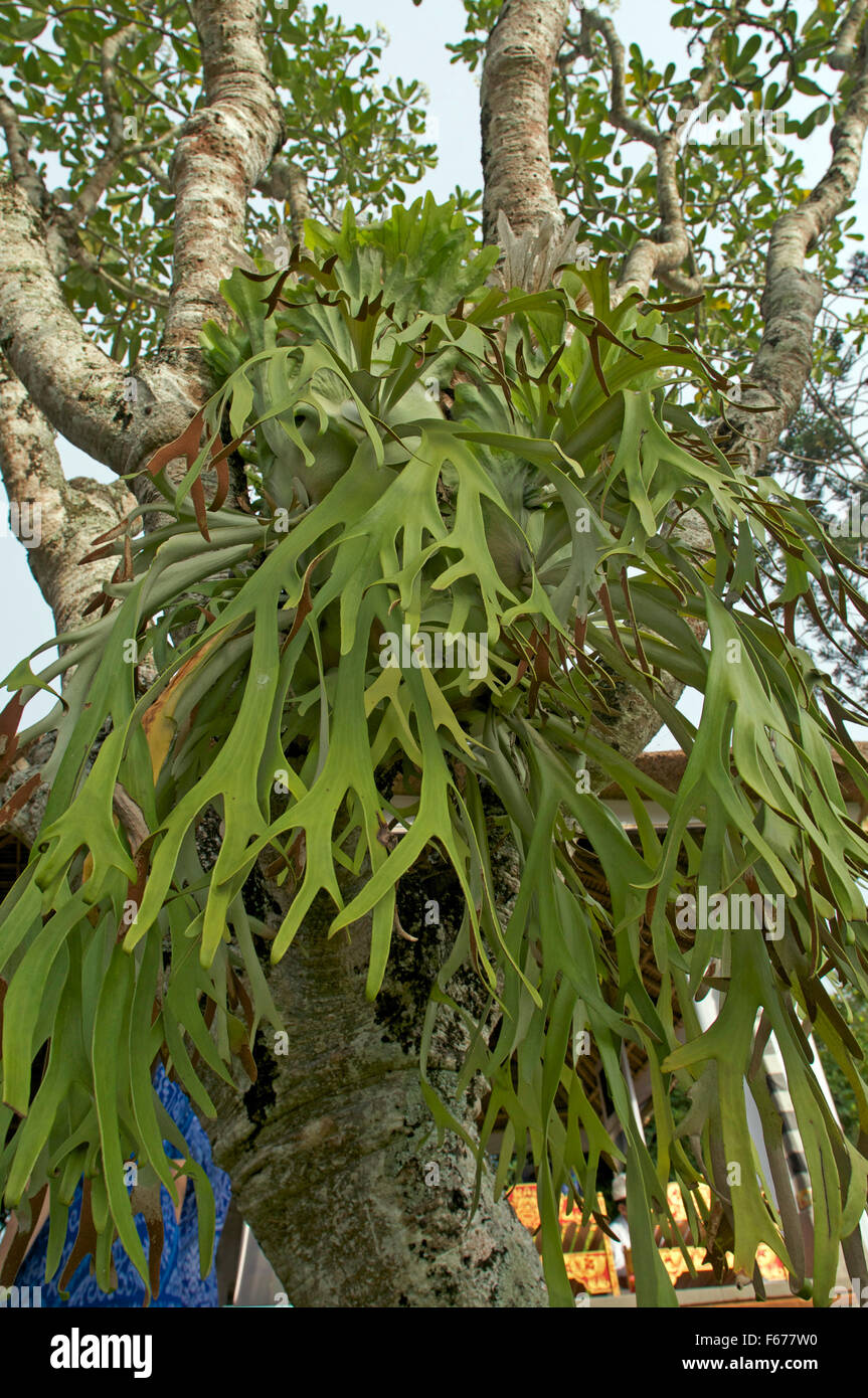 elkhorn fern in tree Indonesia Stock Photo