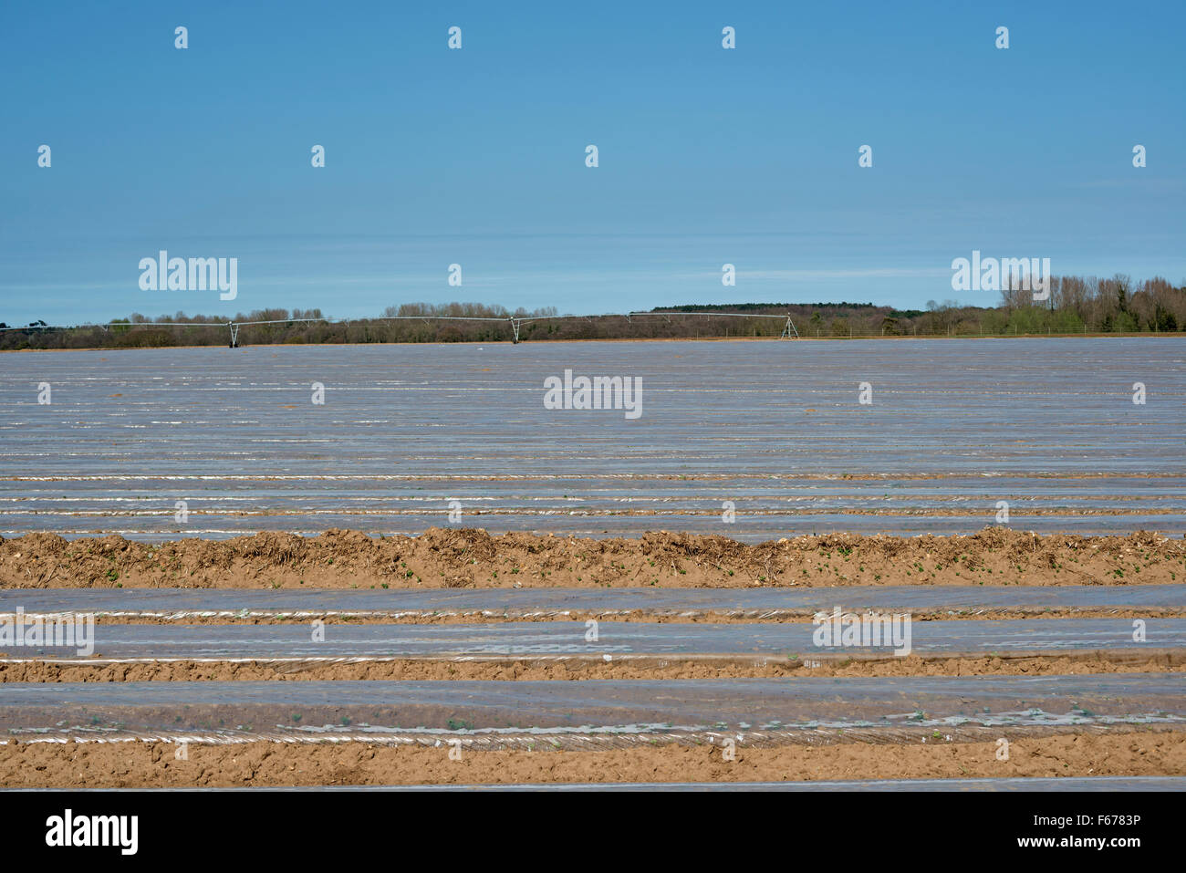 Fleece covering a carrot crop, Hollesley, Suffolk, UK. Stock Photo