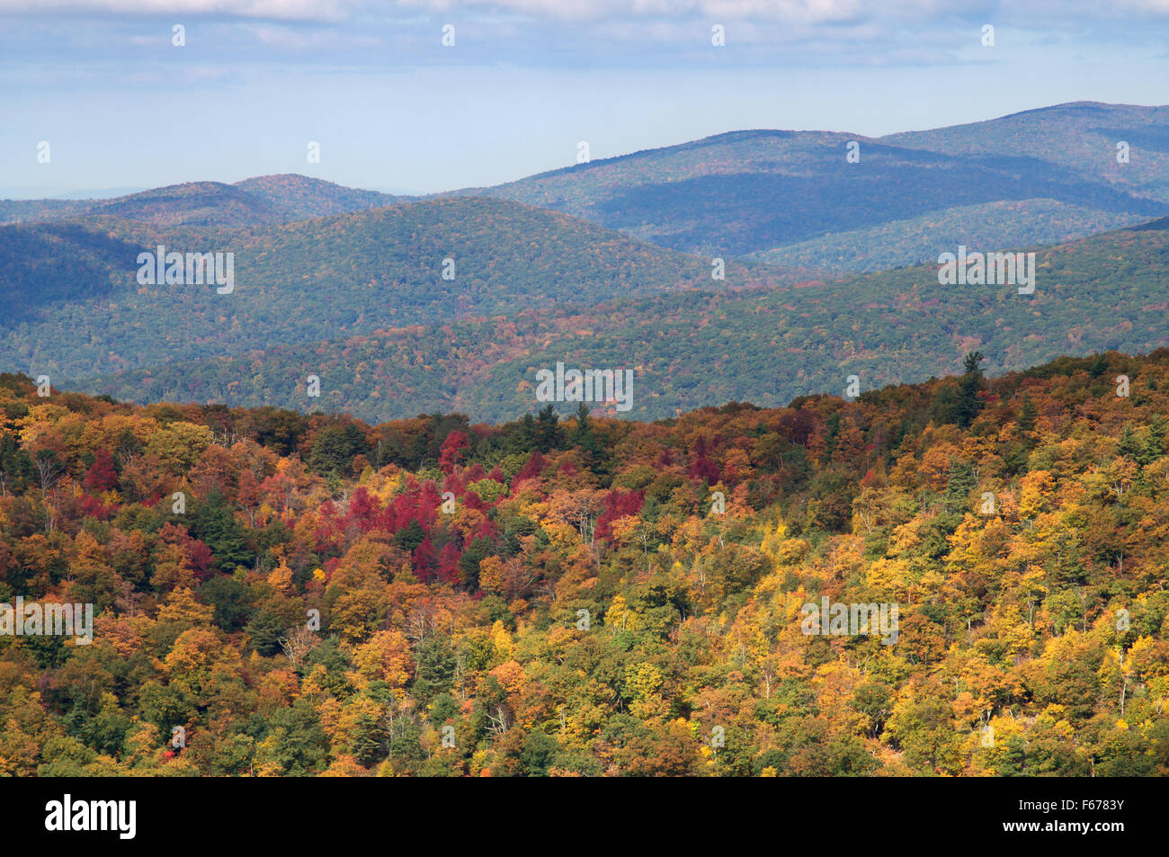 Trees with autumn foliage Skyline Drive, Shenandoah National Park, Virginia, USA Stock Photo