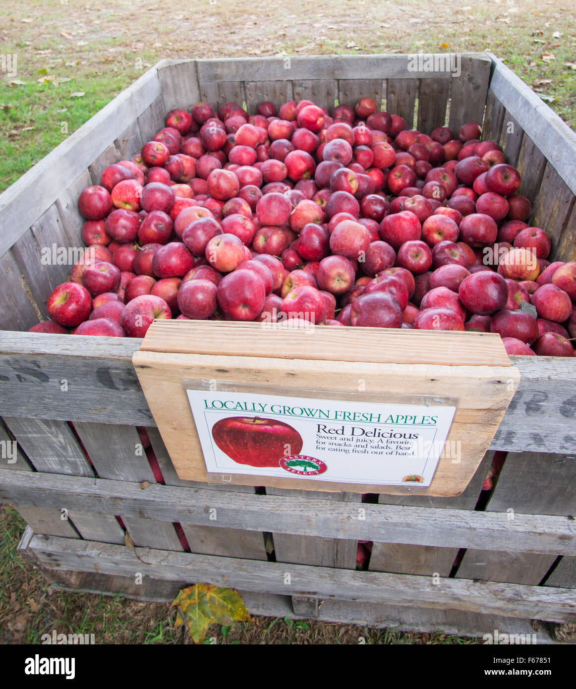Crate of locally grown Red Delicious apples at Graves' Mountain Apple Harvest Festival, Virginia, USA Stock Photo