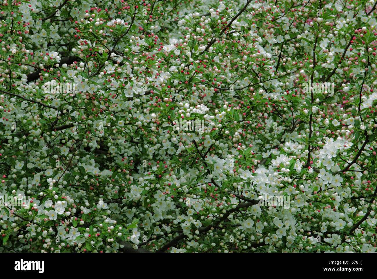 Malus  '   snowdrift ' , photographed at  the Arie den Boer garden in Des Moines, Iowa. Stock Photo