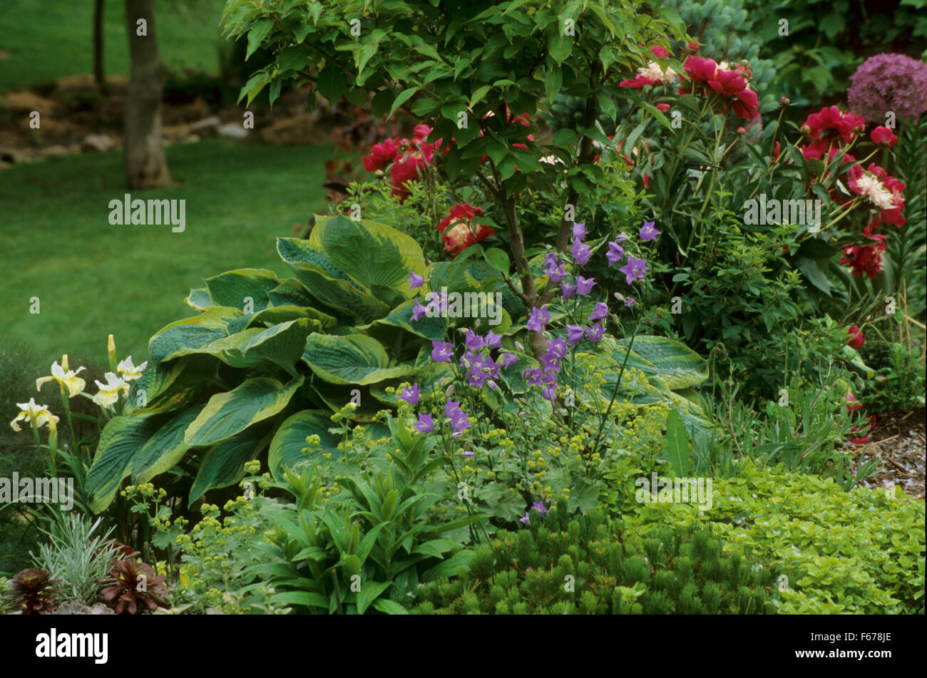 Summer Garden, Hosta Frances Williams, Peony White Sands Stock Photo