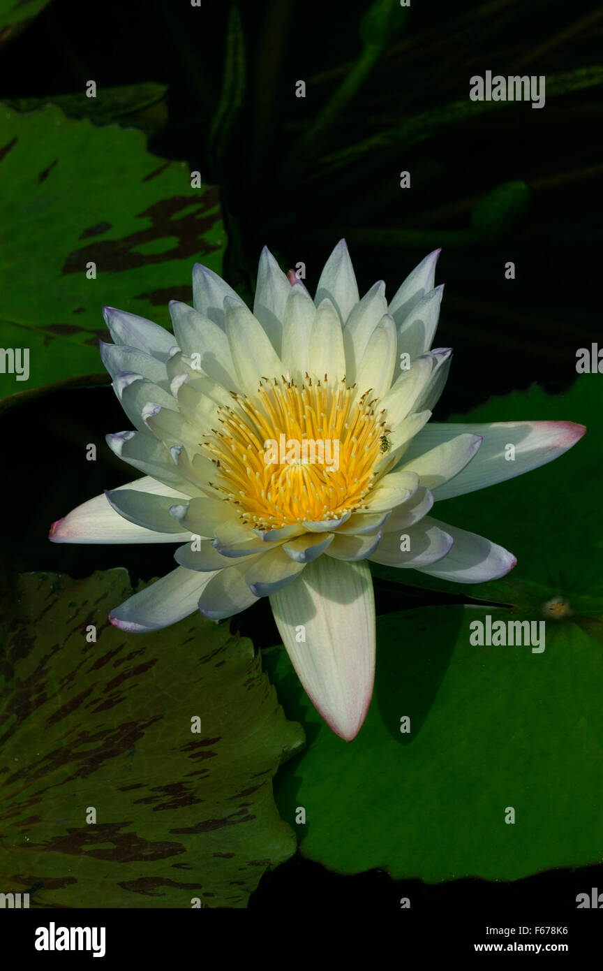Nymphaea , water lily, cultivar, Green Smoke Stock Photo Alamy