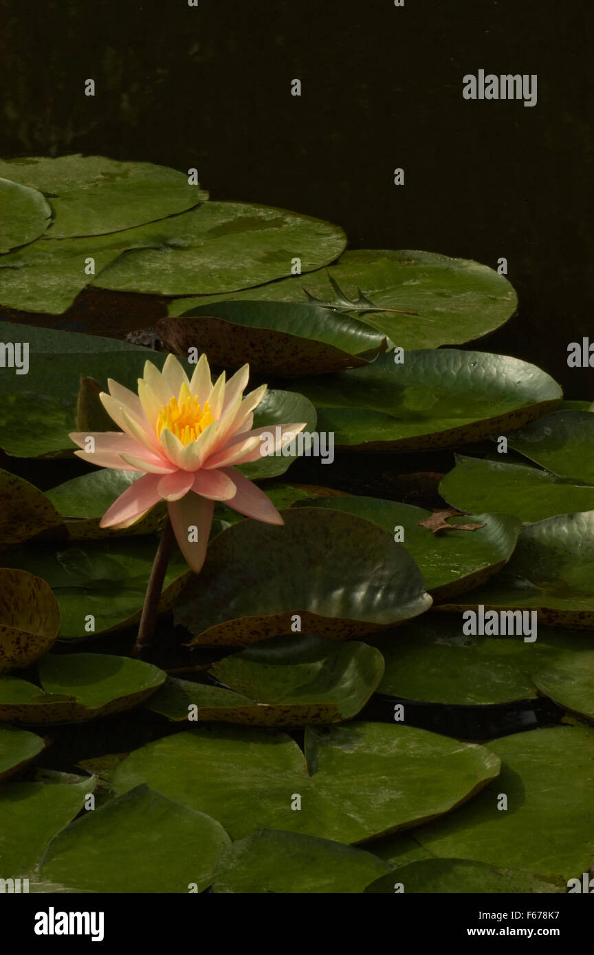 Nymphaea , water lily, cultivar,Sunny Pink Stock Photo