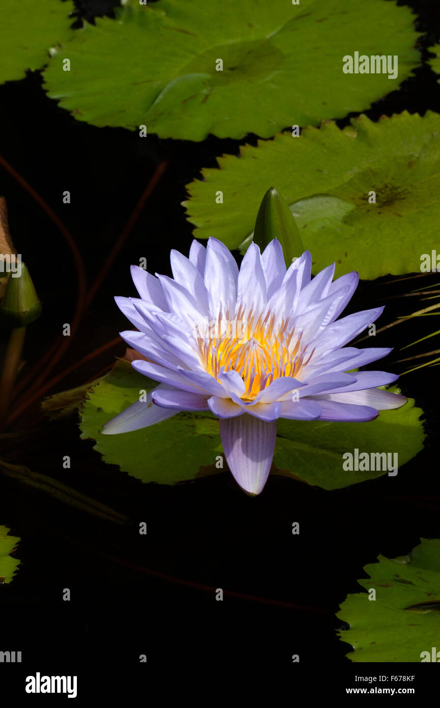 Nymphaea , water lily, cultivar, Stock Photo