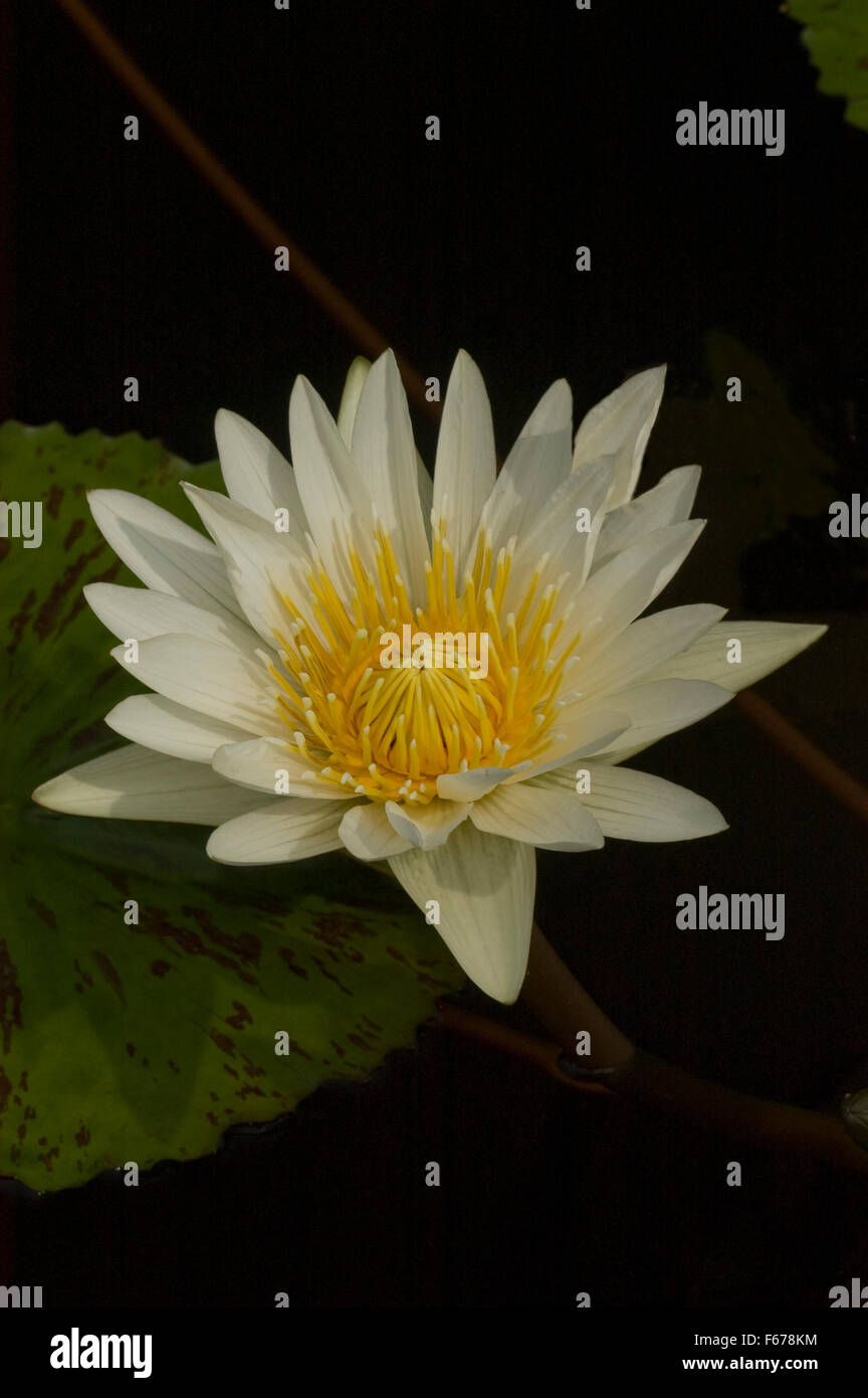 Nymphaea , water lily, cultivar, White Delight Stock Photo
