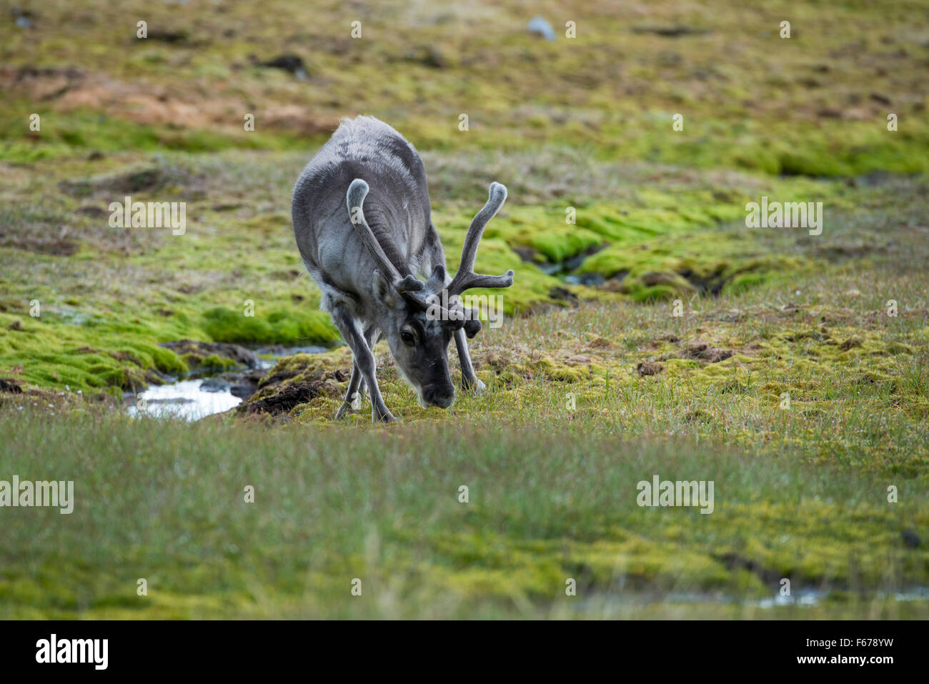 Caribou eating grass hires stock photography and images Alamy