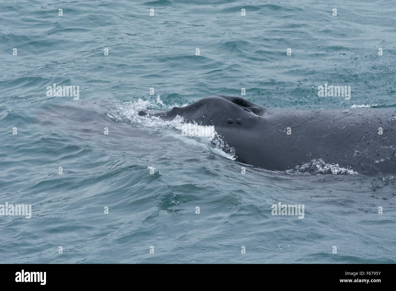 Whale blow hole hi-res stock photography and images - Alamy