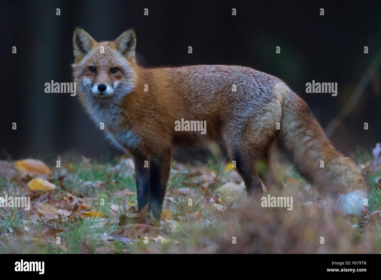 red fox in meadow Stock Photo