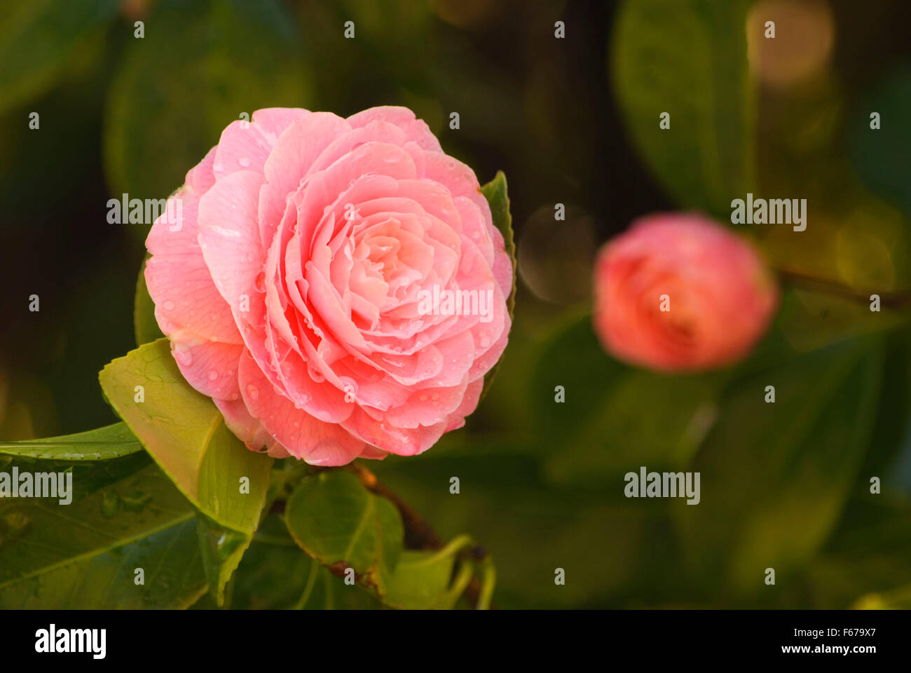 Camellia, Washington Park, Portland, Oregon Stock Photo