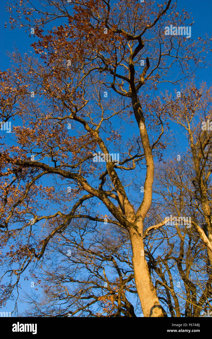 Oak, Sauvie Island Wildlife Area, Oregon Stock Photo Alamy