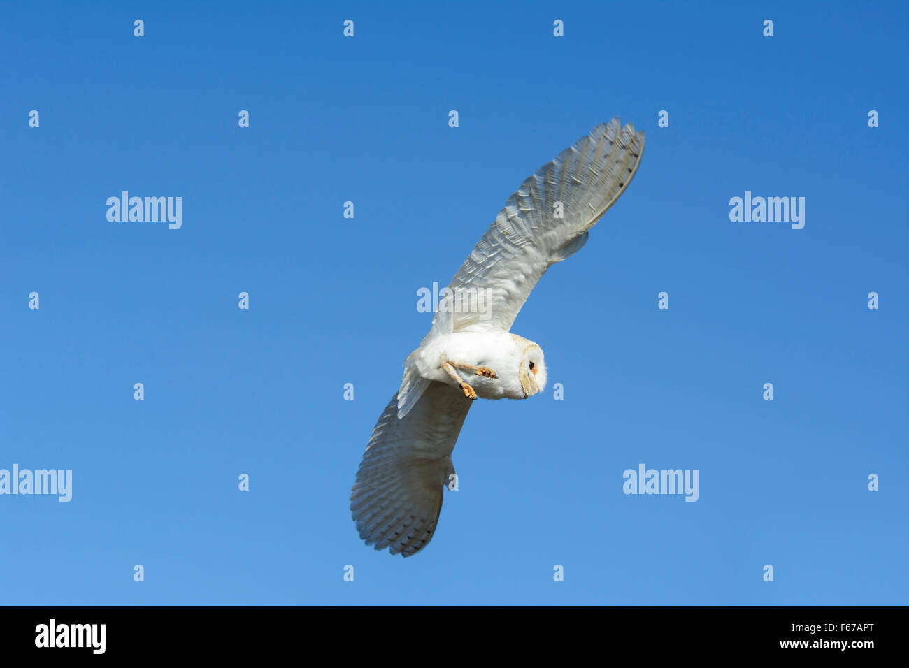 A barn owl, Tyto alba, in flight against a clear blue sky Stock Photo