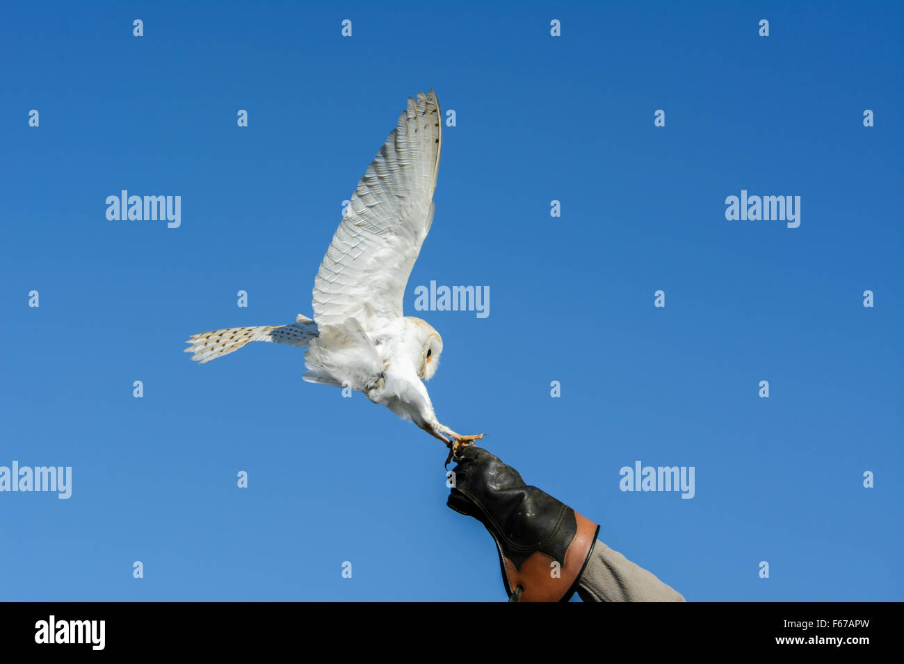 A barn owl, Tyto alba, swoops in to claim his reward Stock Photo