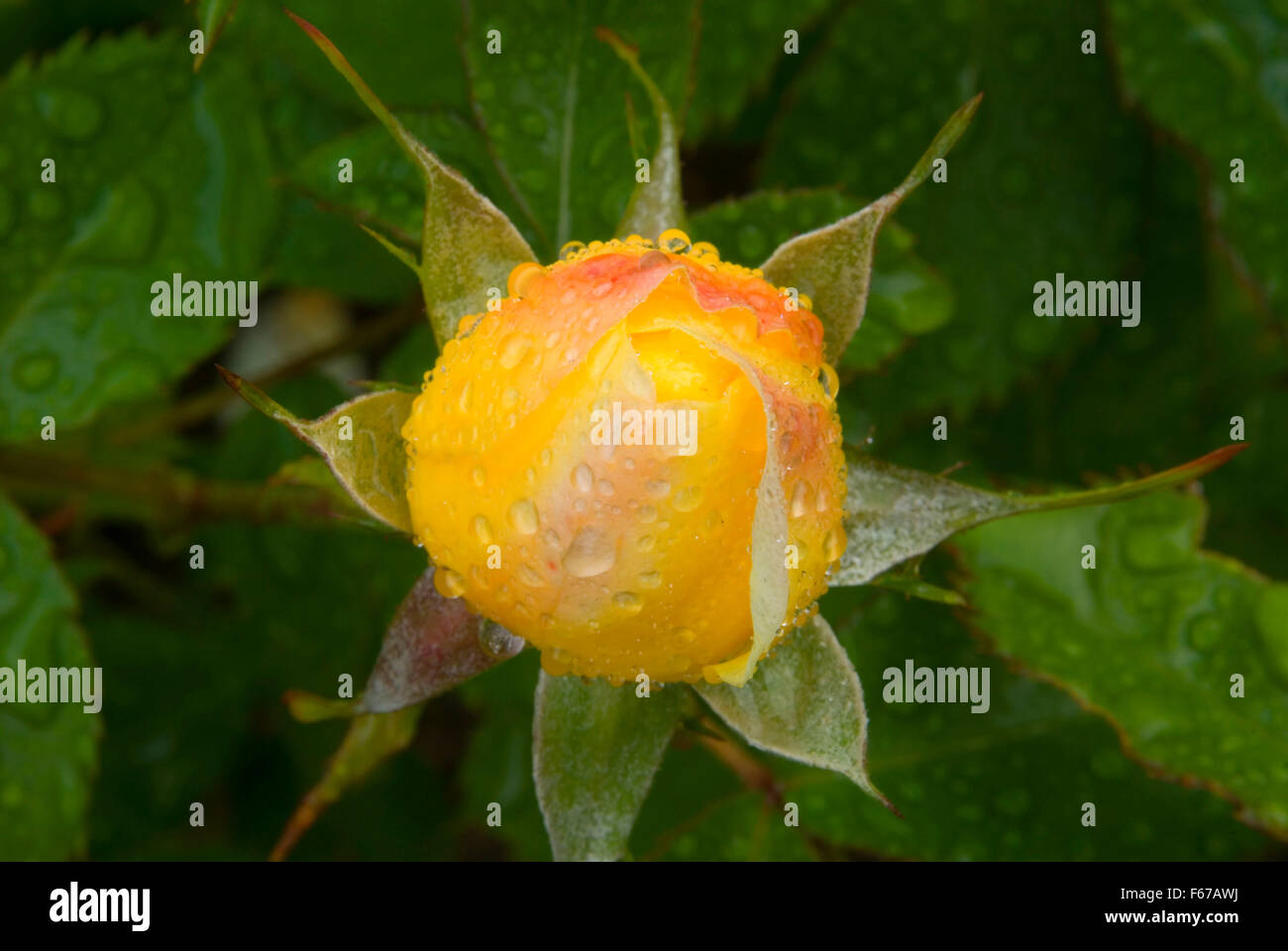 Yellow Brick Road rose, International Rose Garden, Washington Park ...