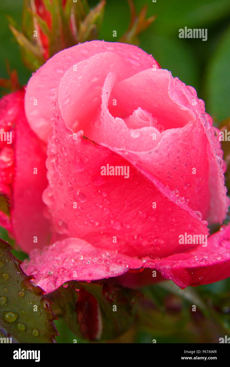 Pink Knockout rose, International Rose Garden, Washington Park
