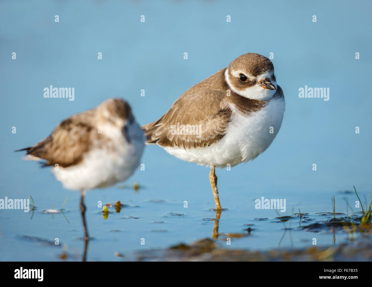Lovely pair of semipalmated plovers standing in the waters of Jamaica Bay Wildlife Refuge, Queens, New York. Stock Photo